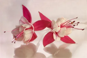 Fuchsia Flowers Prints: Fuchsia