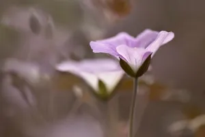 Perennial Garden Plants Prints: Geranium, Geranium Dusky Rose