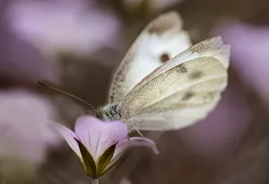 Geranium Dusky Rose Print - A Single White Butterfly on a Focal Geranium
