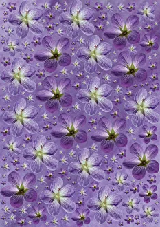 Geranium psilostemon Print