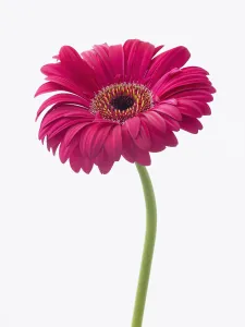Bright Light Photography Prints: gerbera explorer, gerbera