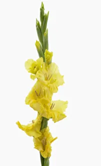 Gladiolus Lemon Drop Print