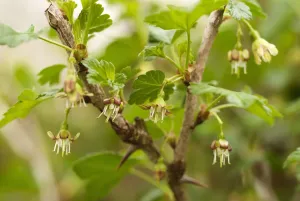 Gooseberry, Ribes uva-crispa Black velvet, growing outdoor on the plant Gooseberry, Ribes uva-crispa Black velvet, growing outdoor on the plant