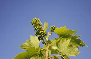 Grape Print: Vitis vinifera