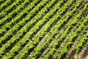 Val D'Orcia Brunello Vineyard Print