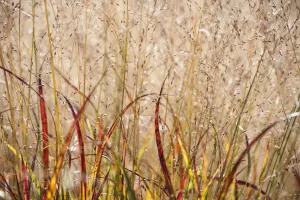 Grass, Switchgrass, Panicum virgatum Shenandoah Grass, Switchgrass, Panicum virgatum Shenandoah