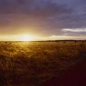 Grassland Grass Gold Print