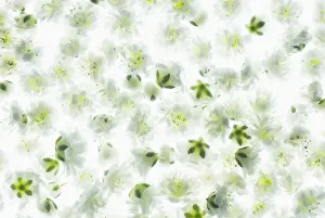 Gypsophila Paniculata Blancanieves Print - White Flower Carpet