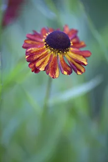 Dark Red Helenium Print with Yellow Stripes