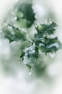 Holly, Ilex aquifolium leaves with melting snow against a faded soft background Holly, Ilex aquifolium leaves with melting snow against a faded soft background
