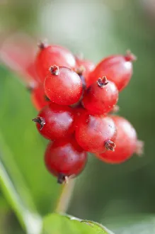 Honeysuckle Berries Print - Close-up of Red Fruit