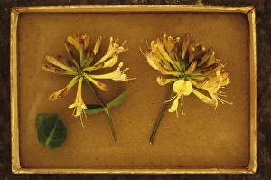 Honeysucklle, Lonicera periclymenum. Studio shot of two flower heads of Honeysuckle or Honeysucklle, Lonicera periclymenum. Studio shot of two flower heads of Honeysuckle or