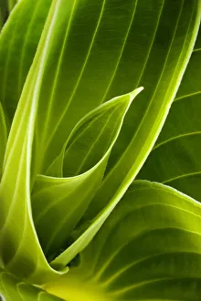Hosta Leaves Prints: Hosta leaves-0038