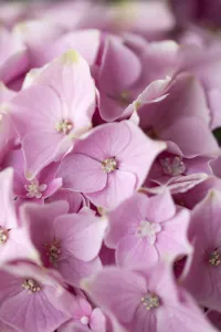 Pink Hydrangea Flowers Prints: Hydrangea cultivar Hydrangea Pink subject