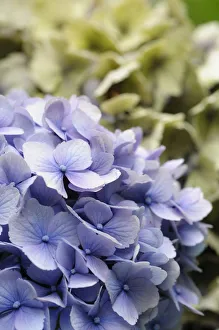 Hydrangea, Lacecap hydrangea, Hydrangea, Hydrangea macrophylla Amethyst Hydrangea, Lacecap hydrangea, Hydrangea, Hydrangea macrophylla Amethyst