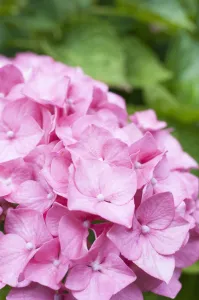 Botanical Close Ups Prints: hydrangea macrophylla benelux