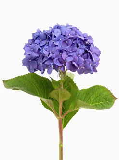 Hydrangea macrophylla Diamond Blue Print