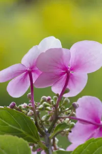 Pastel Coloured Flowers Prints: hydrangea macrophylla, hydrangea, lacecap hydrangea