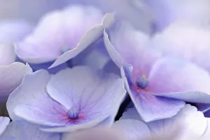 Macro Photography Nature Prints: Hydrangea macrophylla Hydrangea Mauve subject