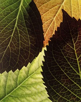 Garden Design Ideas Prints: Hydrangea - variety not identified Hydrangea