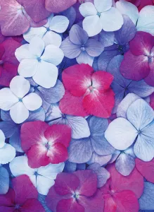 Aerial View Of Flowers Prints: Hydrangea - variety not identified Hydrangea Purple subject