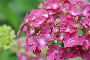 Pink Hydrangea Westfalen Print