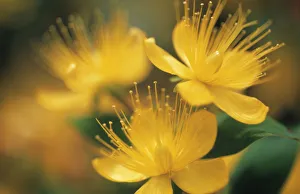 Hypericum Yellow Print