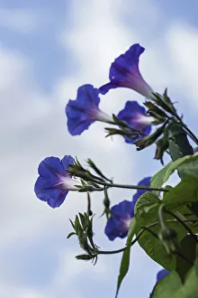 Ipomoea Morning Glory Print