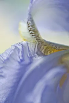 Bearded Iris Prints: Iris, Bearded iris