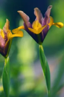 Open Air Garden Prints: Iris danfordiae Iris - Dwarf iris Orange subject