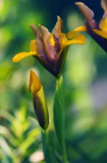 Dwarf Iris Prints: Iris danfordiae Iris - Dwarf iris Orange subject