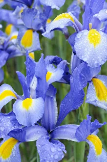 Nova Blue Iris Print - Close-up of Outdoor Flowers
