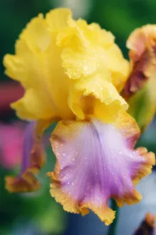 Bearded Iris Orange Print