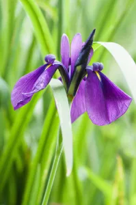 Purple Iris Flowers Prints: Iris, Iris ensata Rose Queen