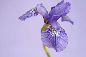 Siberian Iris Print - Sparkling Rose
