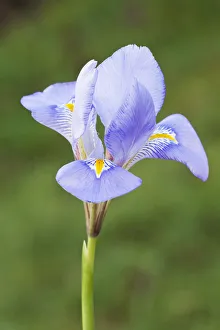 Blue Iris Flowers Prints: iris, iris unguicularis