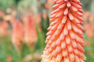 kniphofia alcazar kniphofia alcazar