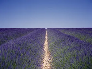lavandula angustifolia, lavender, purple subject lavandula angustifolia, lavender, purple subject
