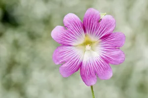 Lavatera Trimestris Prints: lavatera