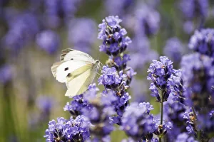 Lavender, Lavandula augustifolia. Spikes of small, purple blue flowers with Large White Lavender, Lavandula augustifolia. Spikes of small, purple blue flowers with Large White