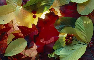 Close Up Leaf Photography Prints: leaf, leaf