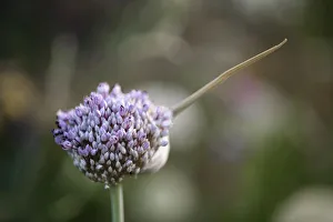 Leek, Allium ampeloprasum Leek, Allium ampeloprasum