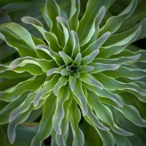 lilium cultivar, lily lilium cultivar, lily