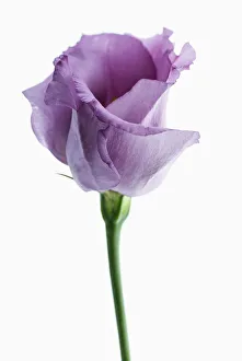 Framed Print : Lisianthus Eustoma Print - Individual Flower Almost Open Framed Print : Lisianthus Eustoma Print - Individual Flower Almost Open