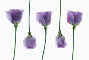 Lisianthus Eustoma Print - Individual Pink Flowers Arrangement