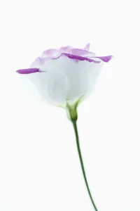 Lisianthus Eustoma Print - Individual Pink and White Flower