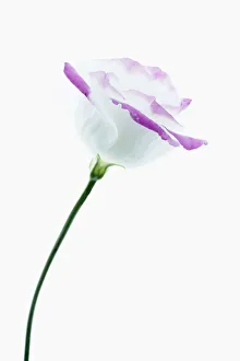 Framed Print : Lisianthus Eustoma Hot Lips Print