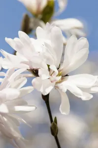 Magnolia, Star magnolia, Magnolia, Magnolia stellata King Rose Magnolia, Star magnolia, Magnolia, Magnolia stellata King Rose