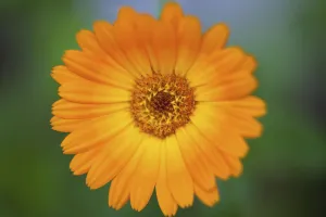 Marigold Orange Print