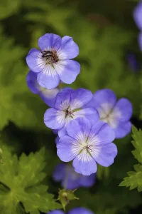Meadow Cranesbill Print - Mauve Coloured Flowers